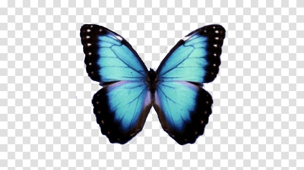 Blue Butterfly, Insect, Invertebrate, Animal, Moth Transparent Png