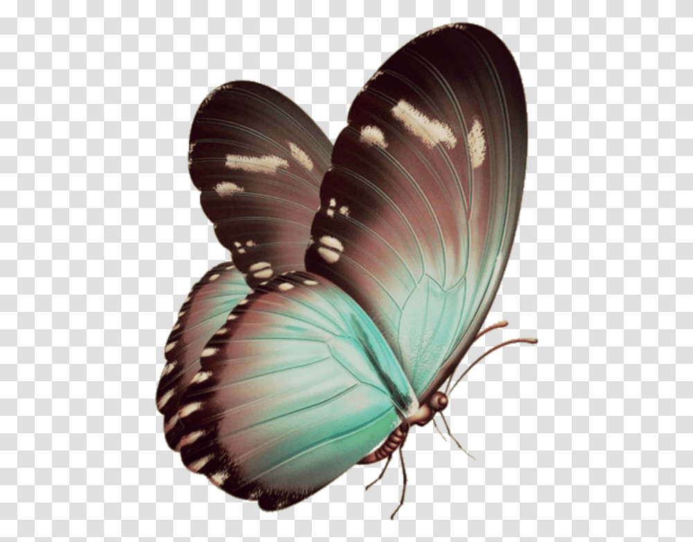 Blue Butterfly Invisible Background Download Butterfly Papillon, Invertebrate, Animal, Insect, Pattern Transparent Png