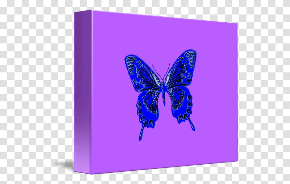 Blue Butterfly Lavender Background By L Brown Lycaenid, Animal, Insect, Invertebrate, Art Transparent Png