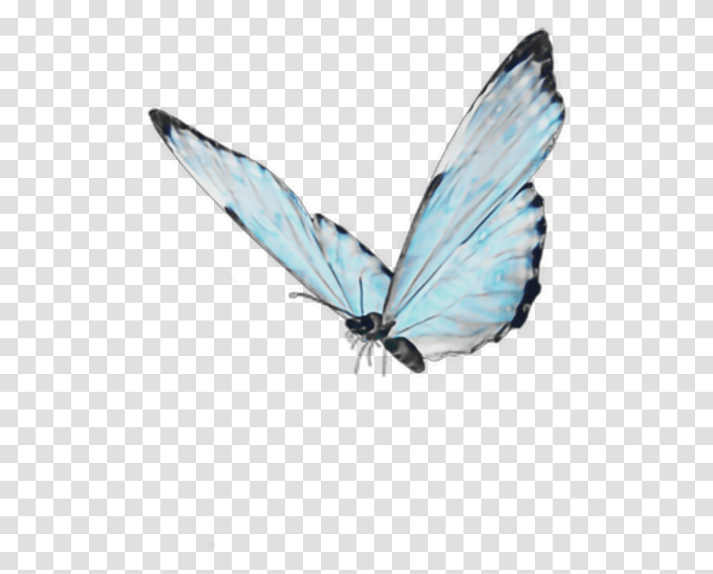 Blue Butterfly Soft Cute Aesthetic Goth Buterfly, Insect, Invertebrate, Animal, Bird Transparent Png