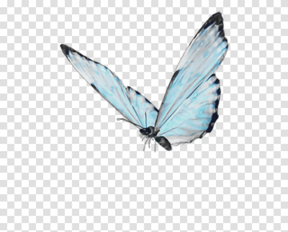 Blue Butterfly Soft Cute Aesthetic Goth Kawaii Android Live Butterfly Wallpaper 3d, Insect, Invertebrate, Animal, Bird Transparent Png