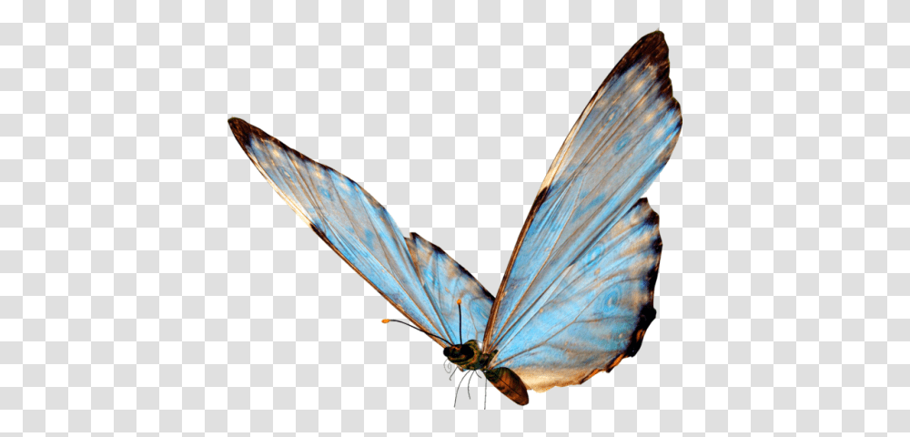 Blue Butterfly Tumblr, Bird, Animal, Insect, Invertebrate Transparent Png