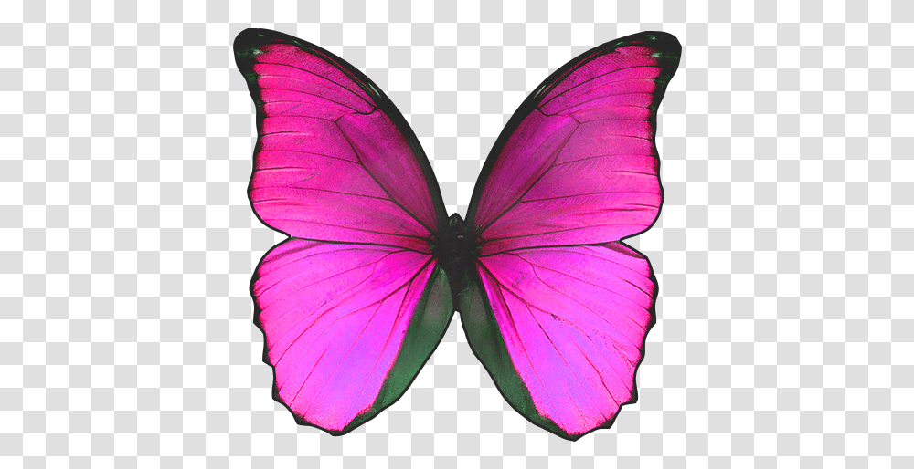 Blue Butterfly With No Background Real Pink And Black Butterfly, Petal, Flower, Plant, Blossom Transparent Png