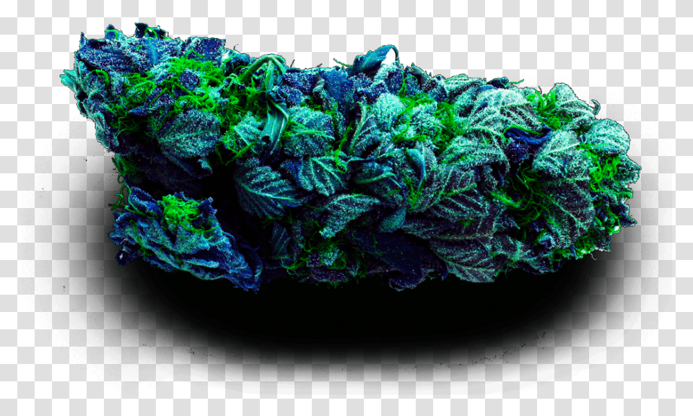 Blue Cannabis Got Bud, Water, Sea, Outdoors, Nature Transparent Png