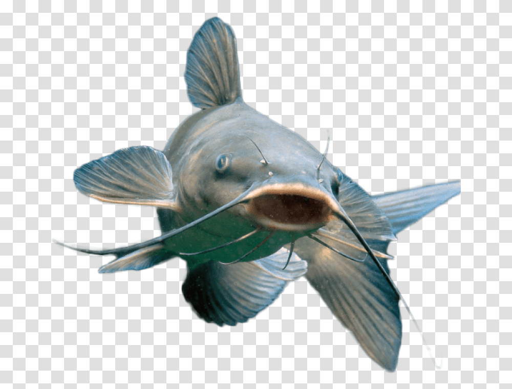 Blue Catfish, Aquatic, Water, Animal, Carp Transparent Png