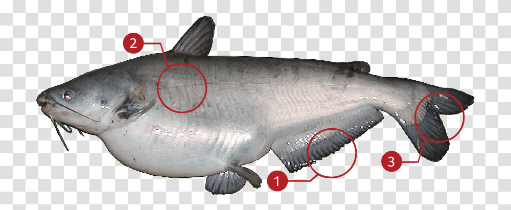 Blue Catfish Blue Catfish, Animal, Coho, Shark, Sea Life Transparent Png