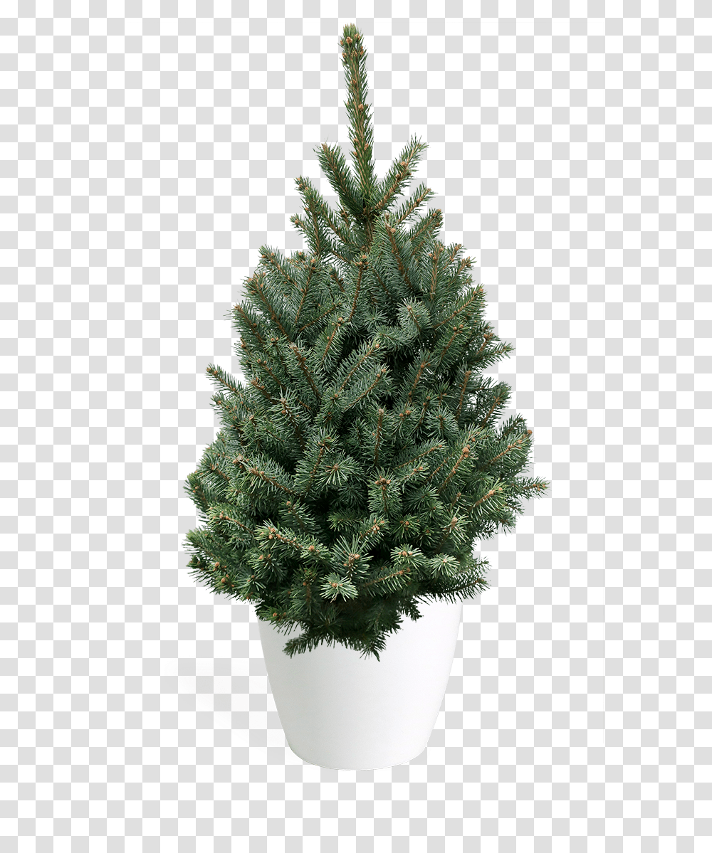 Blue Christmas Tree 3' Living Baby Blue Spruce Artificial Christmas Tree, Ornament, Plant, Conifer, Pine Transparent Png