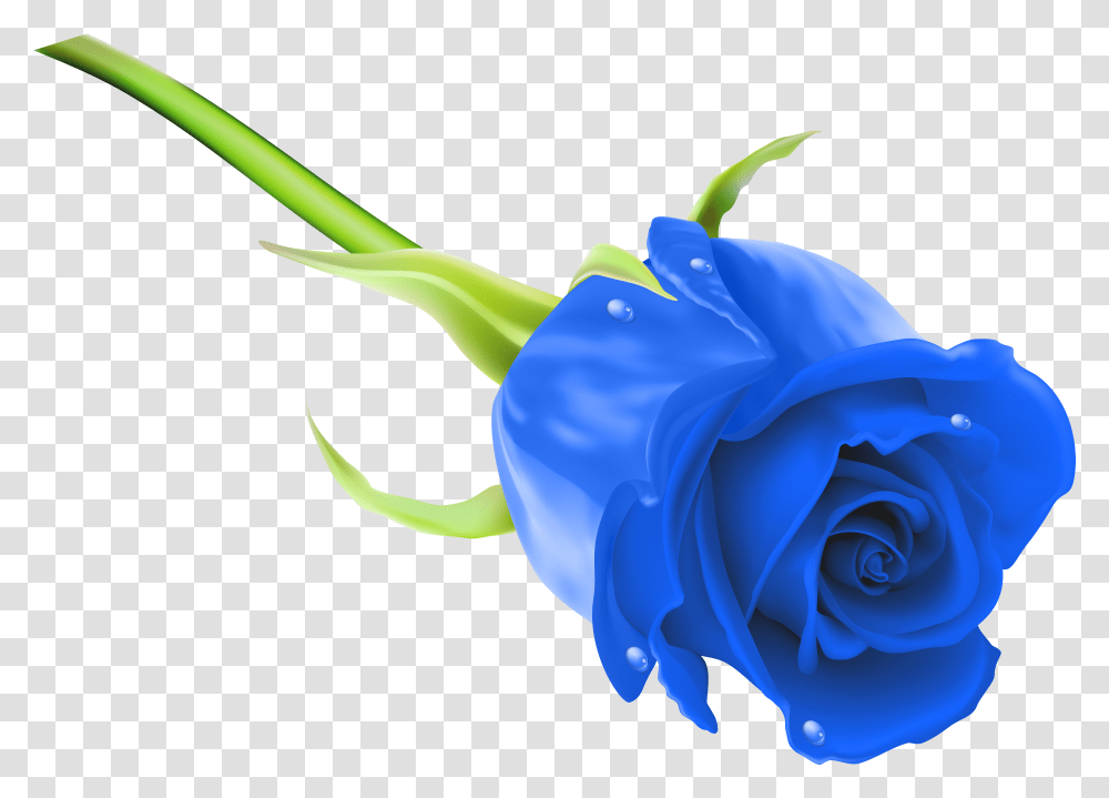 Blue Clip Art Roses Pink Rose Image Hd Transparent Png