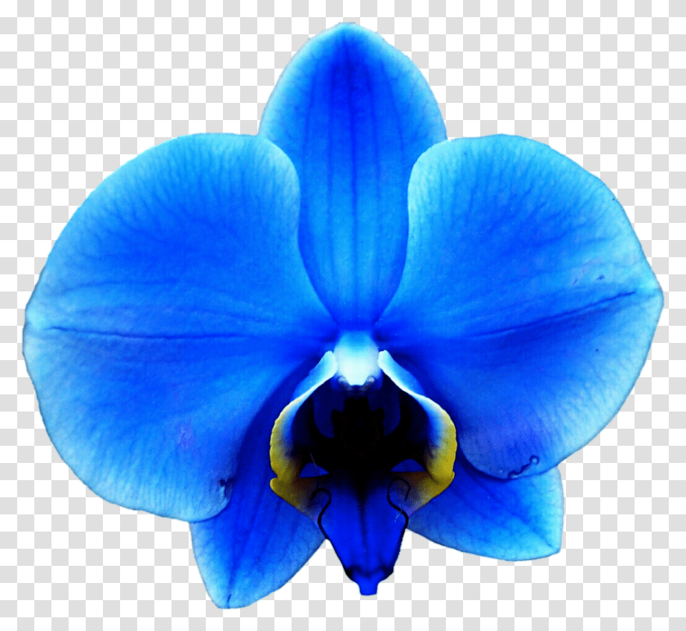 Blue Clipartfest Blue Orchids, Plant, Flower, Blossom, Fungus Transparent Png