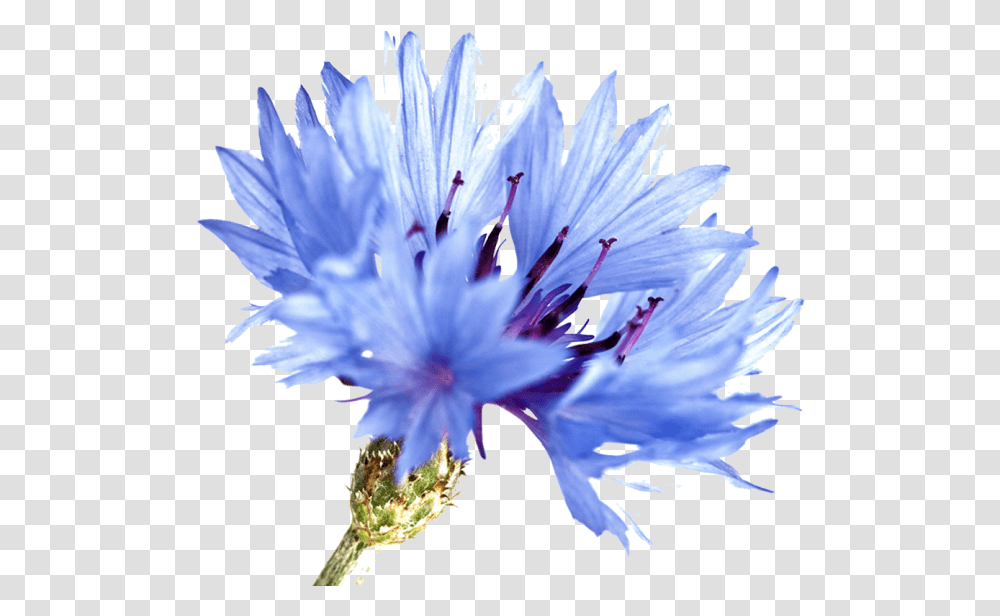Blue Cornflowers Watercolor Painting, Plant, Pollen, Blossom, Geranium Transparent Png