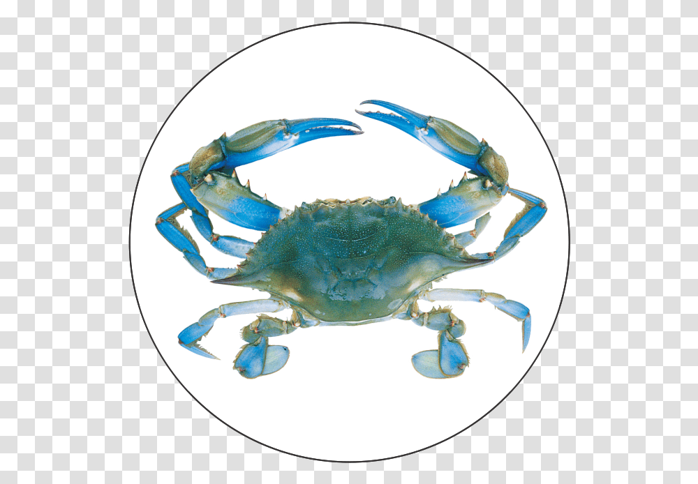 Blue Crab Blue Crab, Seafood, Sea Life, Animal, Bird Transparent Png