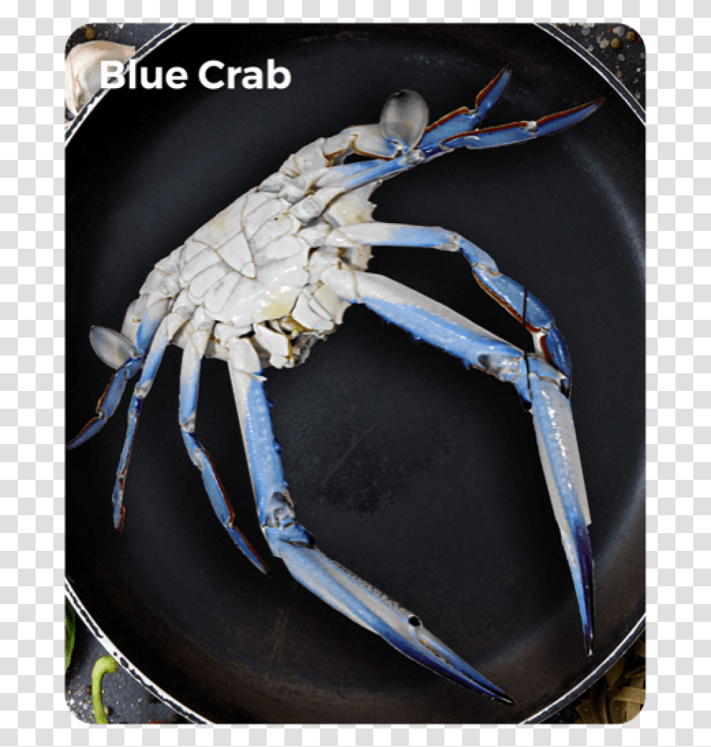 Blue Crab Chesapeake Blue Crab, Food, Sea Life, Animal, Seafood Transparent Png
