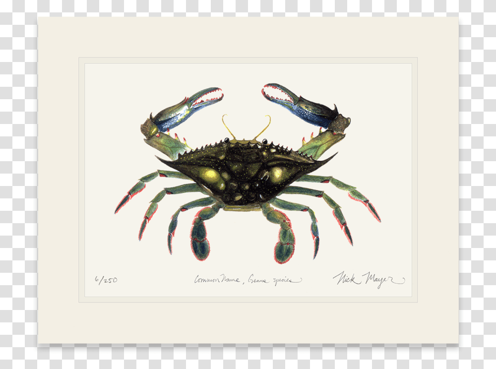 Blue Crab Claws In Dungeness Crab, Insect, Invertebrate, Animal, Bird Transparent Png