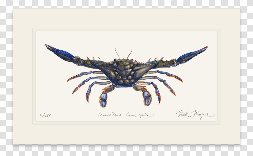 Blue Crab Claws Out Dungeness Crab, Insect, Invertebrate, Animal, Sea Life Transparent Png