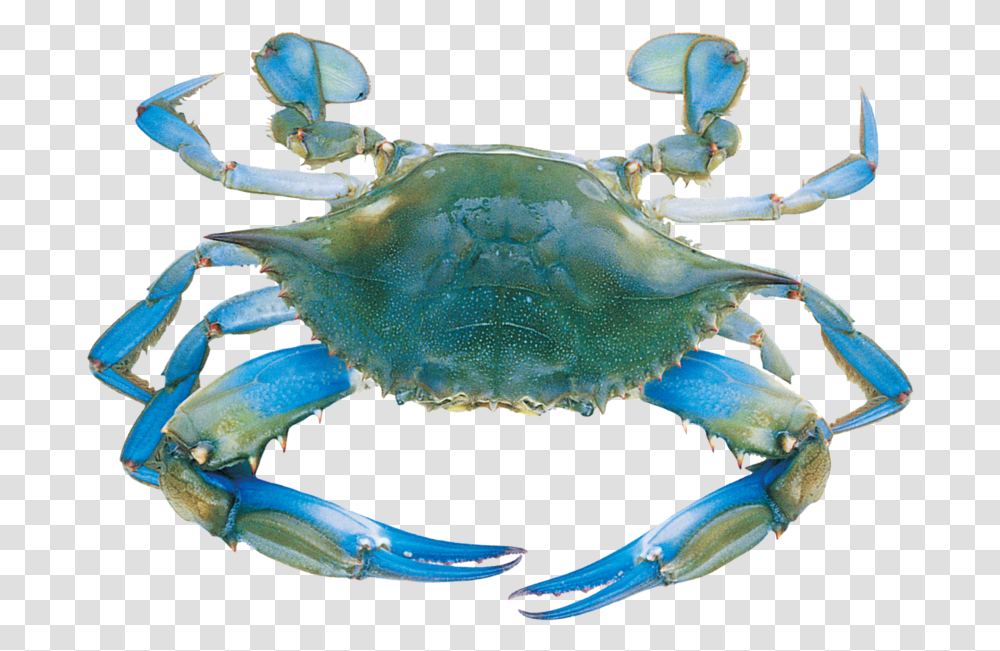 Blue Crab Clipart Blue Crab, Seafood, Sea Life, Animal, King Crab Transparent Png