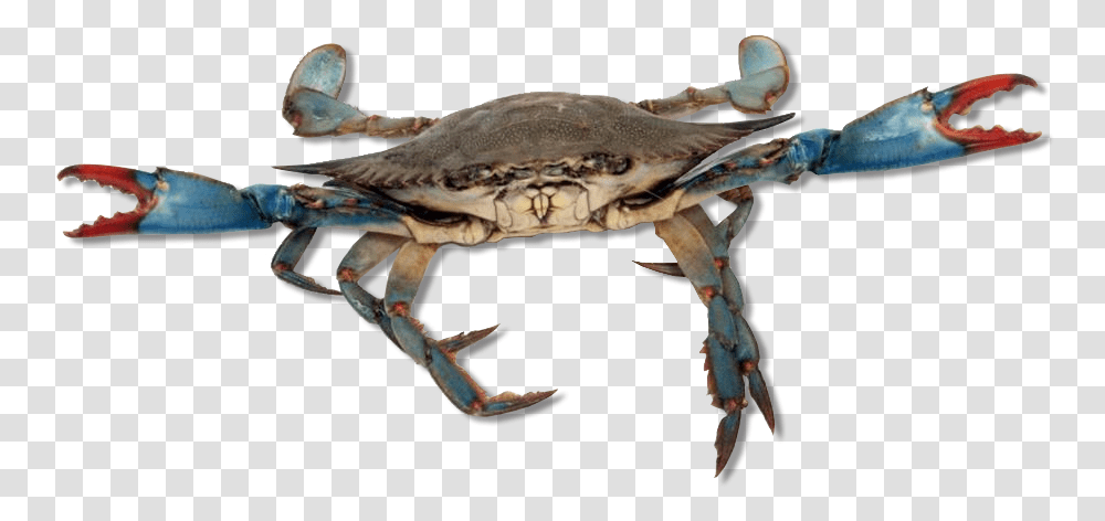Blue Crab Live Crabs, Sea Life, Animal, Seafood, Turtle Transparent Png