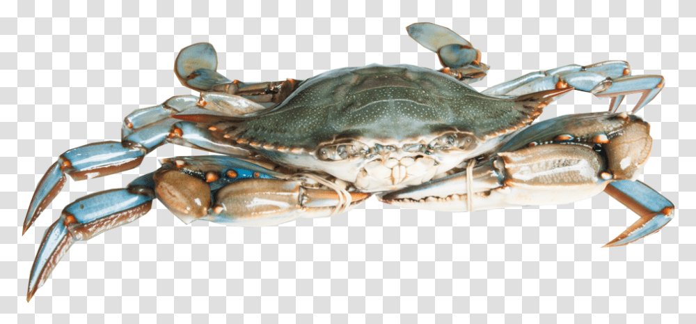 Blue Crab, Seafood, Sea Life, Animal, King Crab Transparent Png