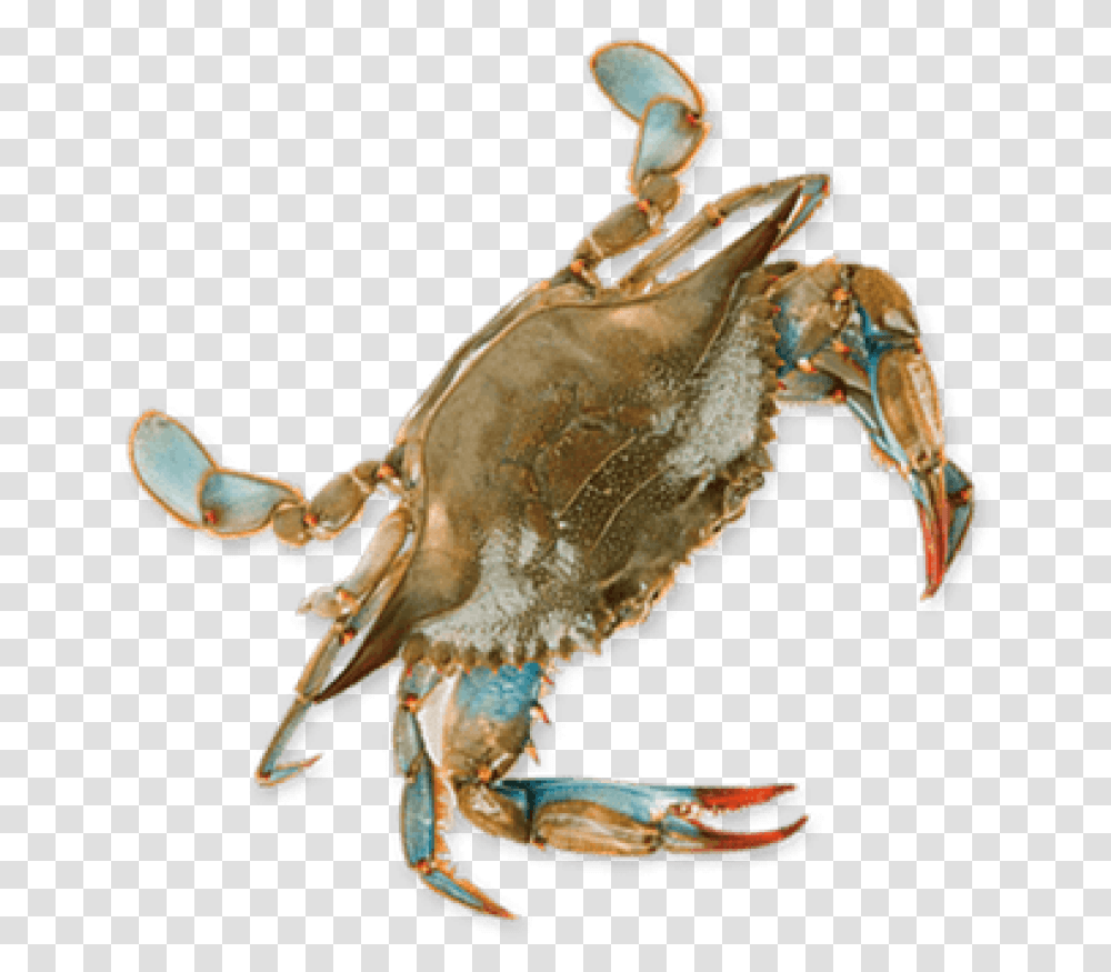 Blue Crab, Seafood, Sea Life, Animal, Lobster Transparent Png