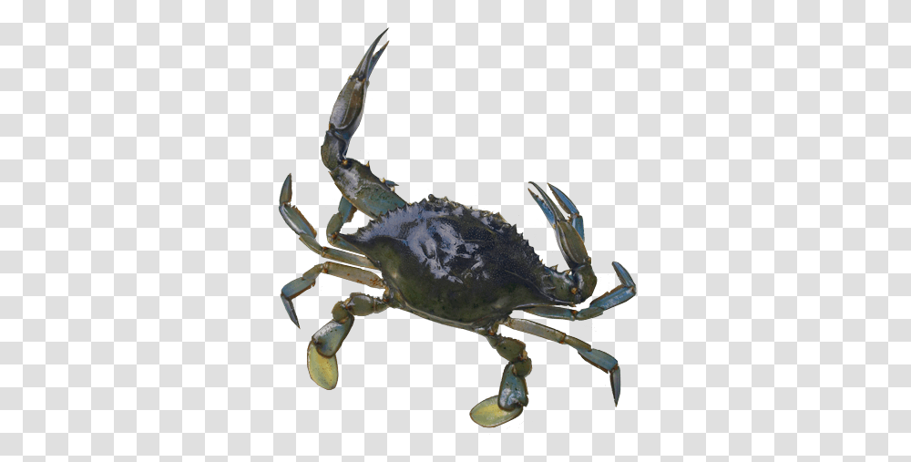 Blue Crab Super Grow Eggs, Seafood, Sea Life, Animal, Insect Transparent Png