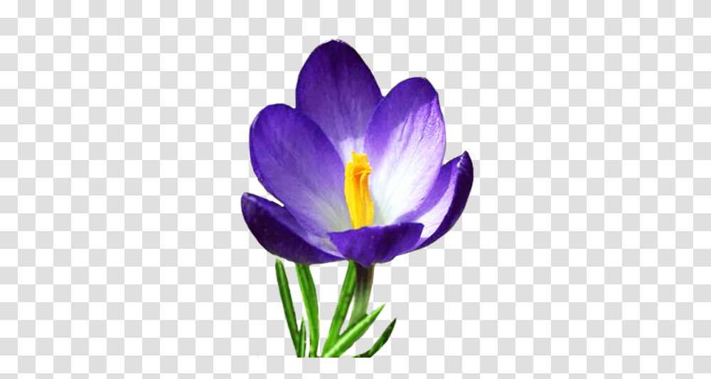 Blue Crocus In Spring Clip Art Spring Flowers, Plant, Blossom, Petal Transparent Png