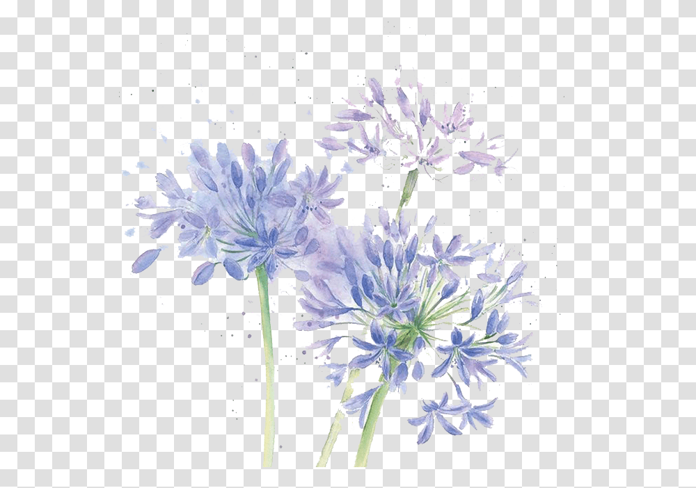 Blue Cut Watercolor Chrysanthemum Design Floral Flowers Watercolor Flower Purple, Plant, Agapanthus, Blossom, Petal Transparent Png