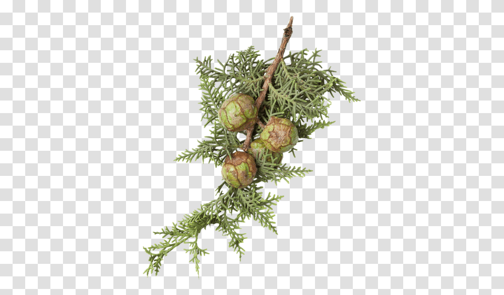 Blue Cypress Tree, Plant, Produce, Food, Seed Transparent Png