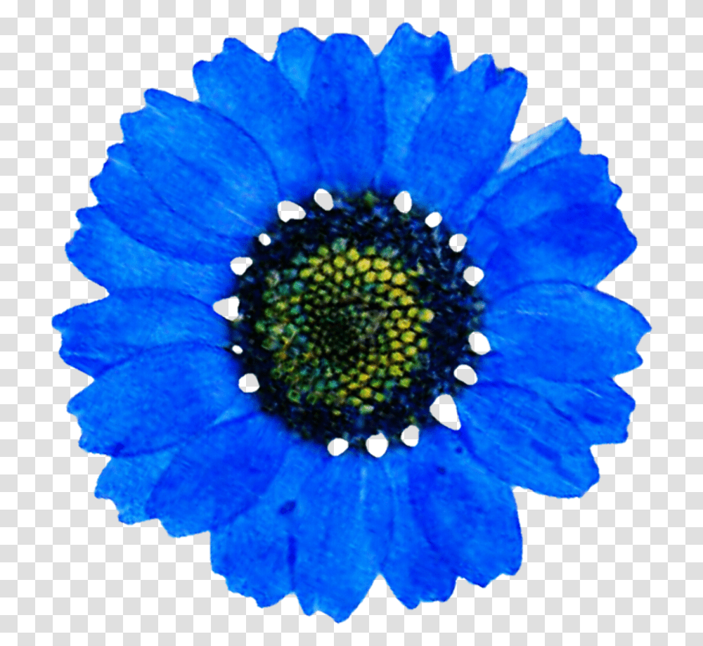 Blue Daisy, Pollen, Plant, Flower, Blossom Transparent Png