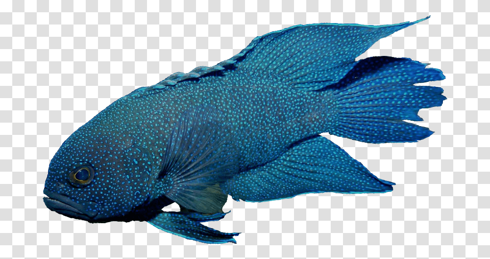 Blue Devil Fish Blue Devil Fish, Animal, Aquatic, Water, Sea Life Transparent Png