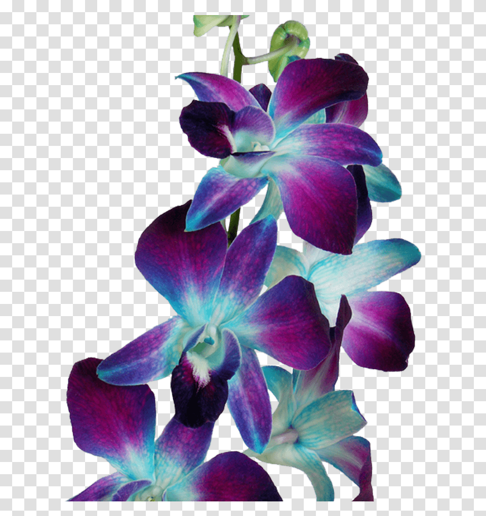 Blue Dyed Orchids Flowers For Sale Online Blue And Pink Orchids, Plant, Blossom, Geranium, Iris Transparent Png