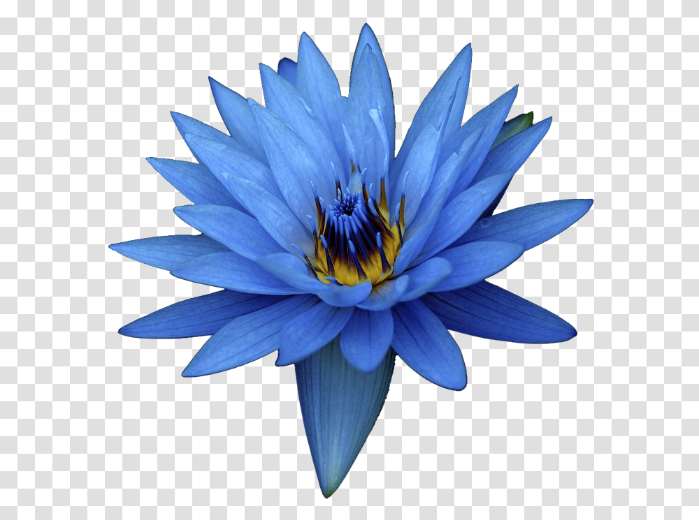 Blue Egyptian Water Lily Blue Lotus Flower, Plant, Blossom Transparent Png