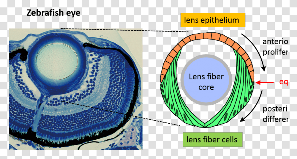 Blue Eye Lens, Meal, Pottery Transparent Png