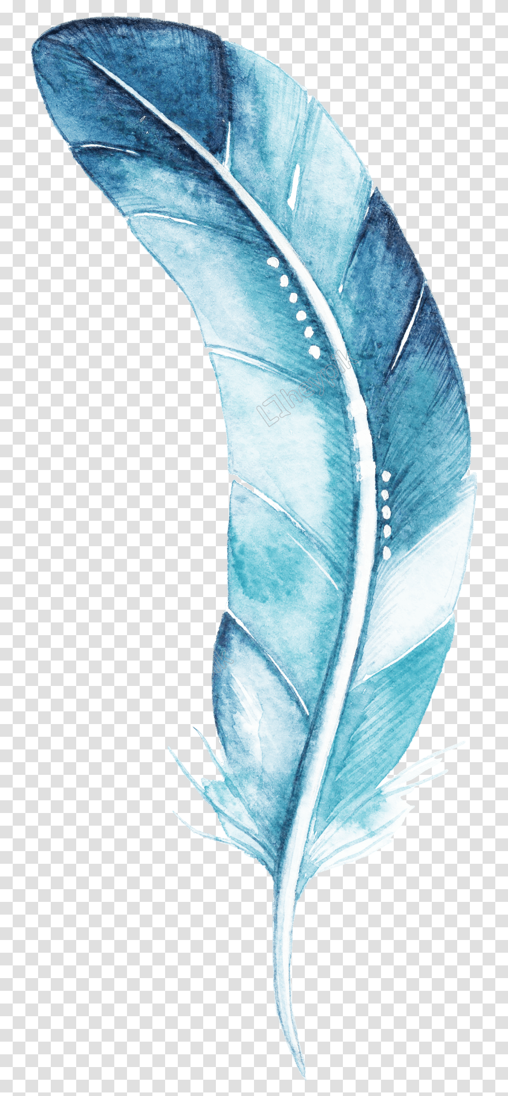 Blue Feather Cartoon Watercolor Beautiful Blue Watercolor Feather, Leaf, Plant, Veins, Bottle Transparent Png