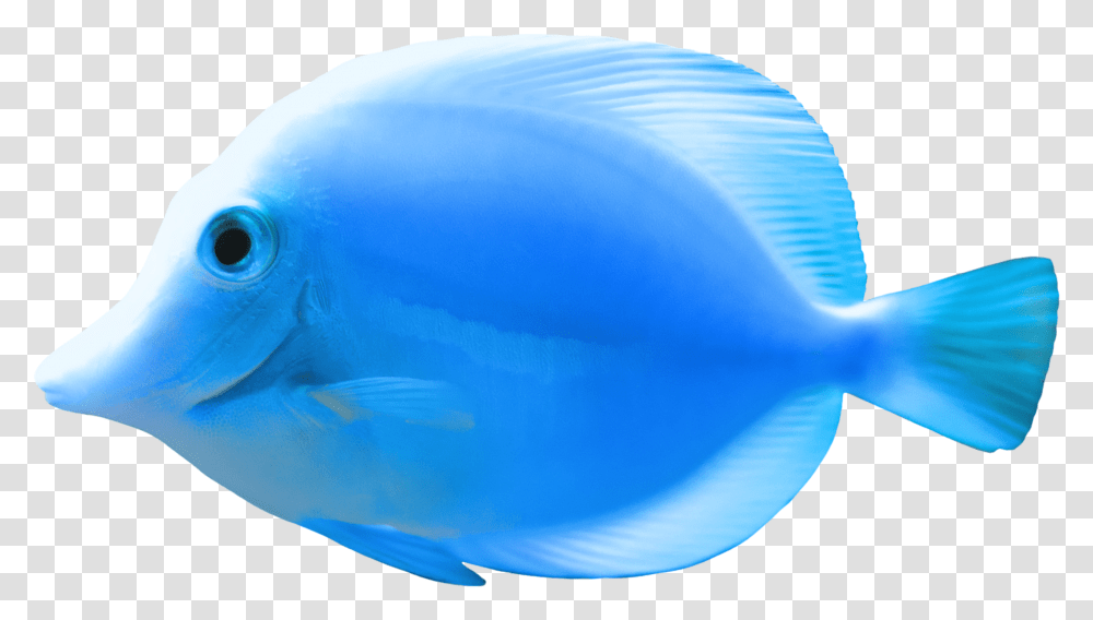 Blue Fish Clipart Beautiful Blue Fish, Surgeonfish, Sea Life, Animal, Shark Transparent Png