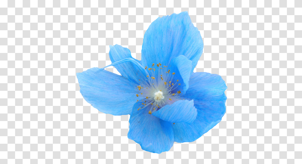 Blue Flower Blue Aesthetic Flower, Plant, Anemone, Anther, Geranium Transparent Png