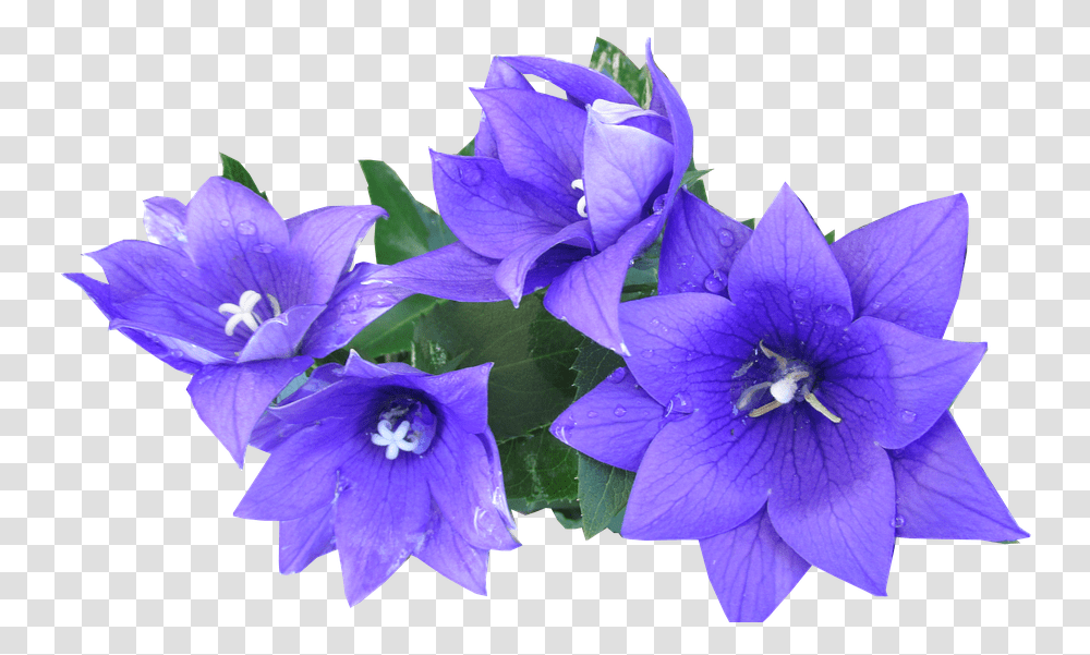 Blue Flower Blue Flower Cut Out Purple Flowers Cut Blue, Plant, Geranium, Blossom, Petal Transparent Png