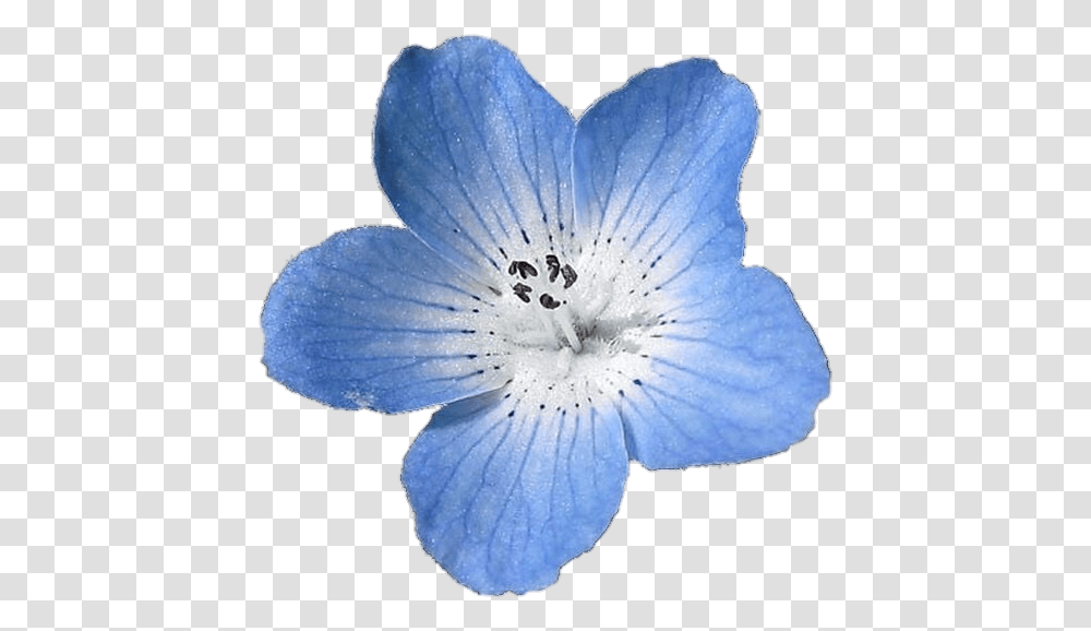 Blue Flower Blue Flower, Plant, Geranium, Blossom, Anemone Transparent Png