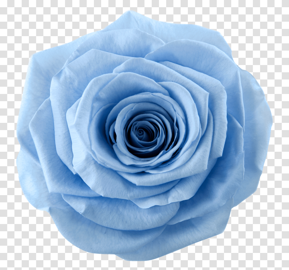 Blue Flower Blue Rose 1172356 Vippng Sky Blue Garden Colour Rose, Plant, Blossom, Geranium Transparent Png