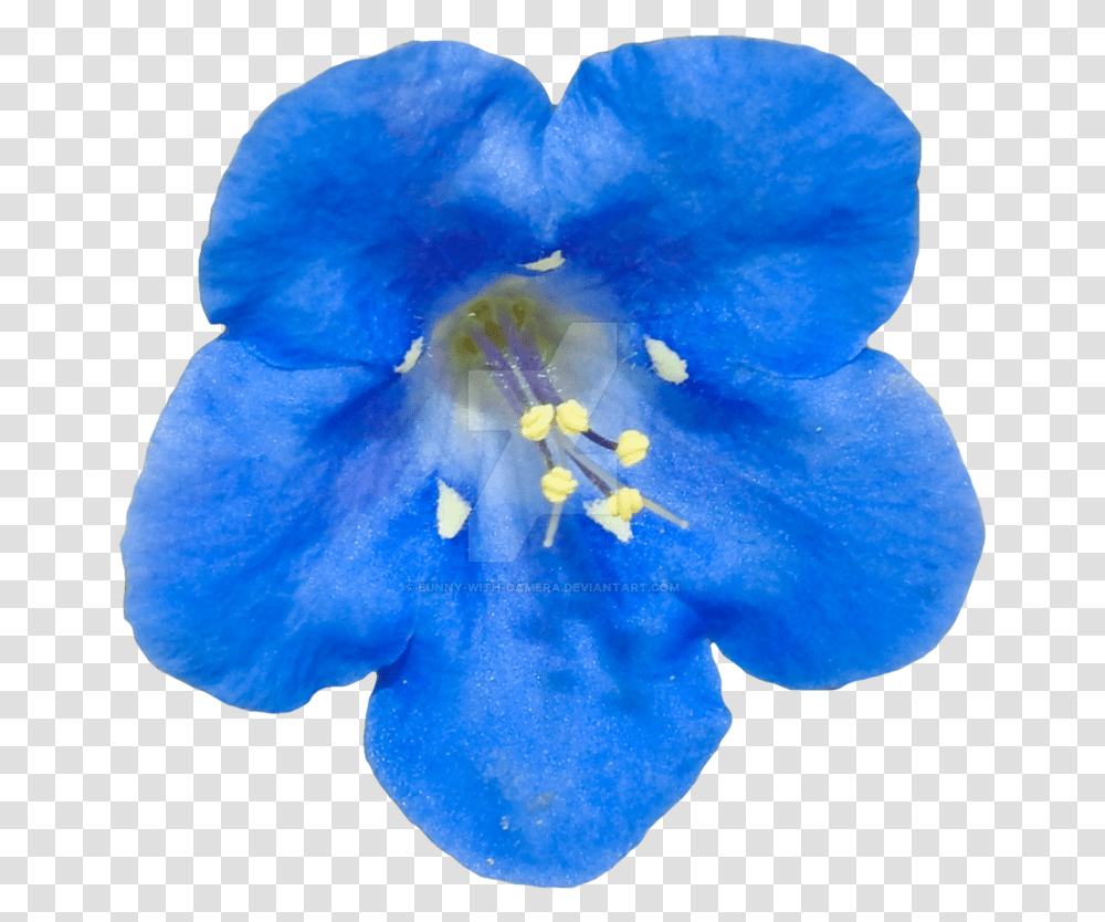 Blue Flower By Bunny With Camera Real Blue Flower, Geranium, Plant, Blossom, Pollen Transparent Png