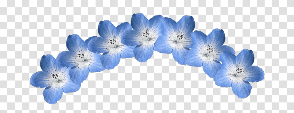 Blue Flower Crown Hydrangea, Geranium, Plant, Blossom, Petal Transparent Png