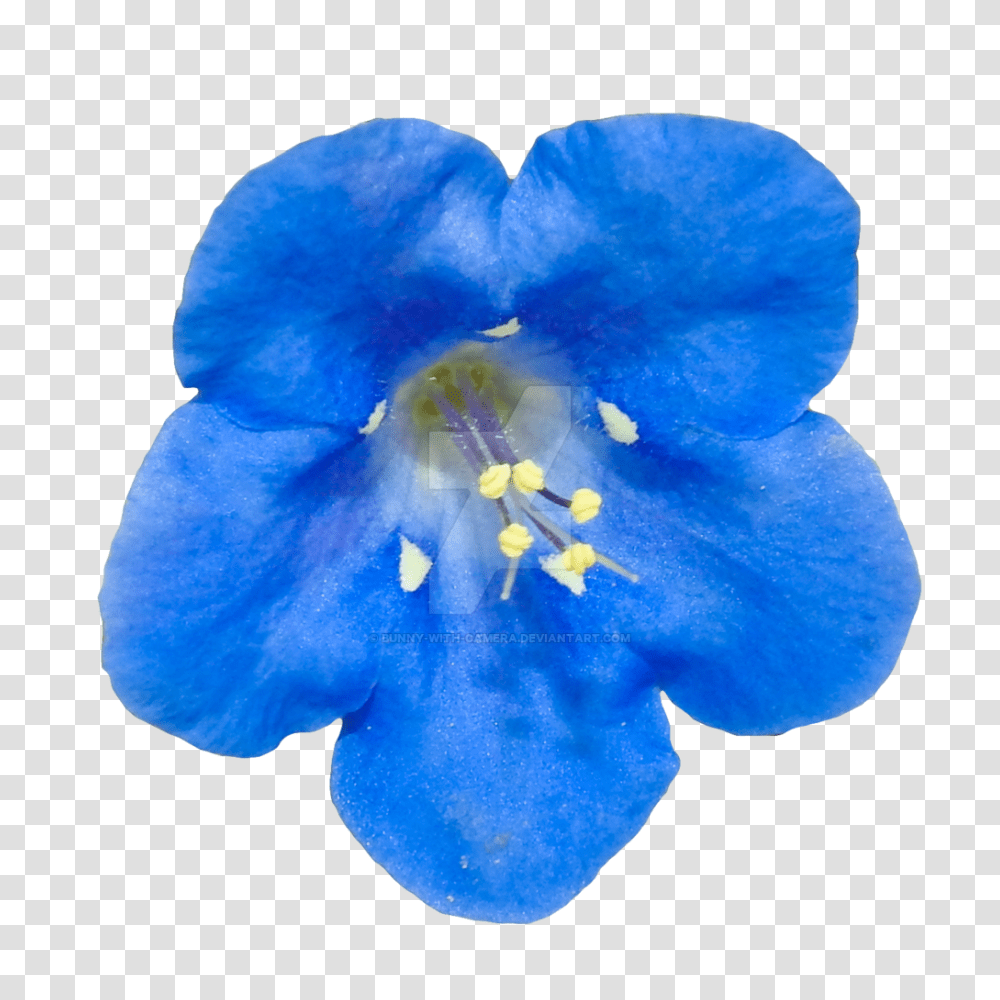 Blue Flower, Geranium, Plant, Blossom, Petal Transparent Png