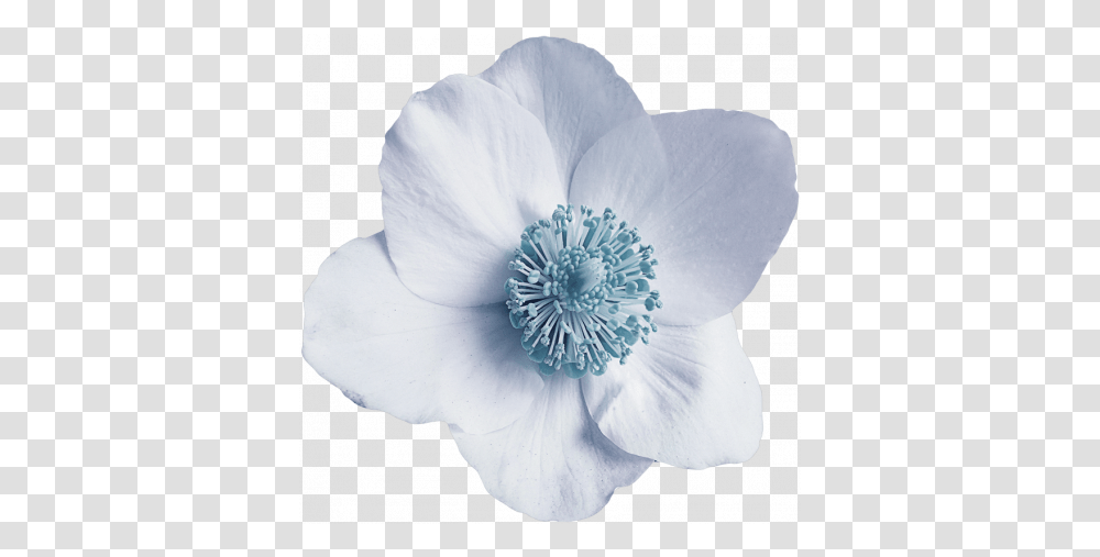 Blue Flower Graphic By Cathrine Blan Pixel Scrapper Corn Poppy, Anemone, Plant, Blossom, Anther Transparent Png