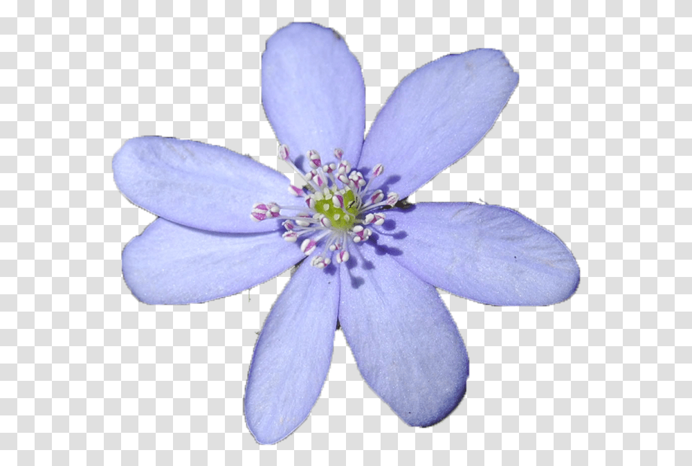 Blue Flower, Plant, Pollen, Blossom, Geranium Transparent Png