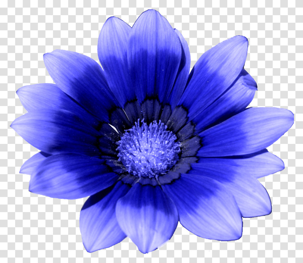 Blue Flower White Cornflower Cornflower, Plant, Blossom, Anemone, Daisy Transparent Png