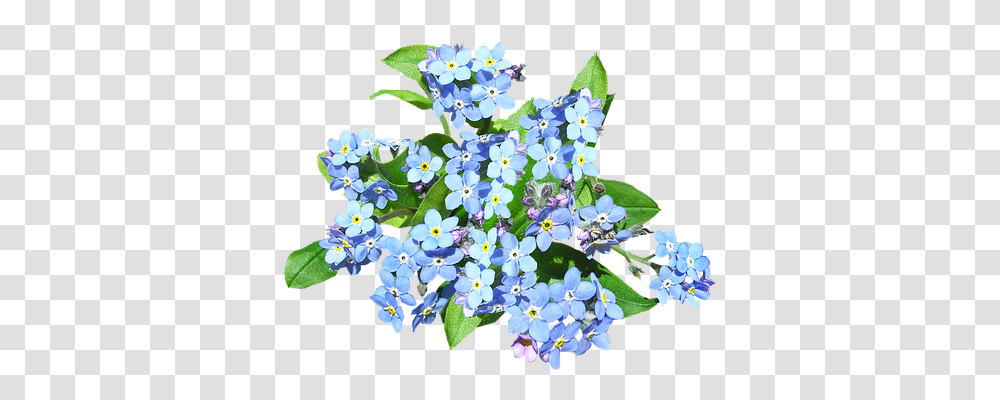 Blue Flowers Nature, Plant, Geranium, Blossom Transparent Png
