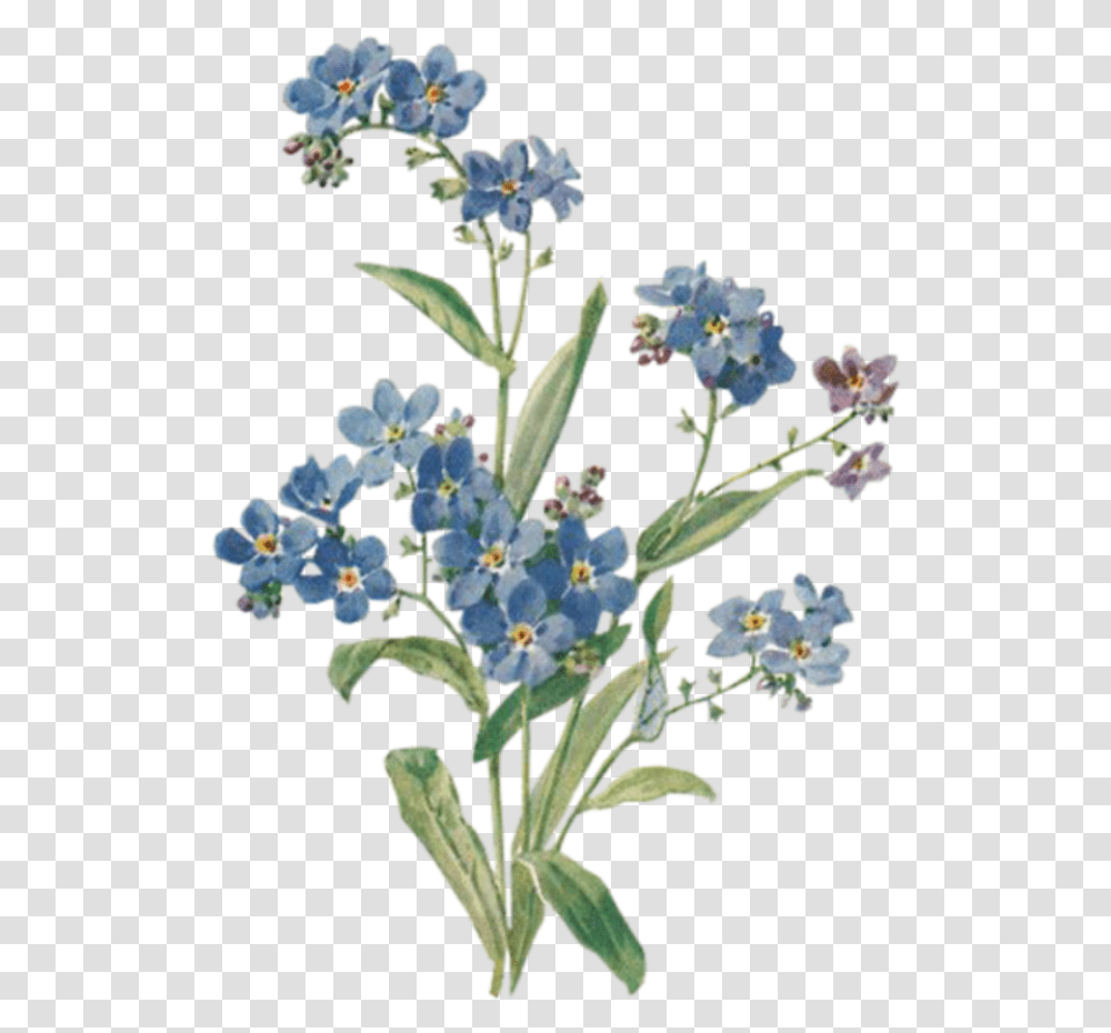 Blue Flowers Background Aesthetic - Ardusatorg Brandy Melville Sticker, Plant, Acanthaceae, Anemone, Graphics Transparent Png