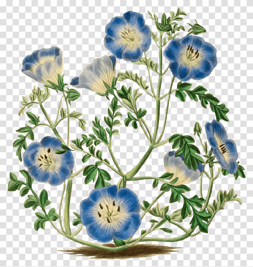 Blue Flowers Clipart Flowers Antique, Plant, Bird, Dandelion, Geranium Transparent Png
