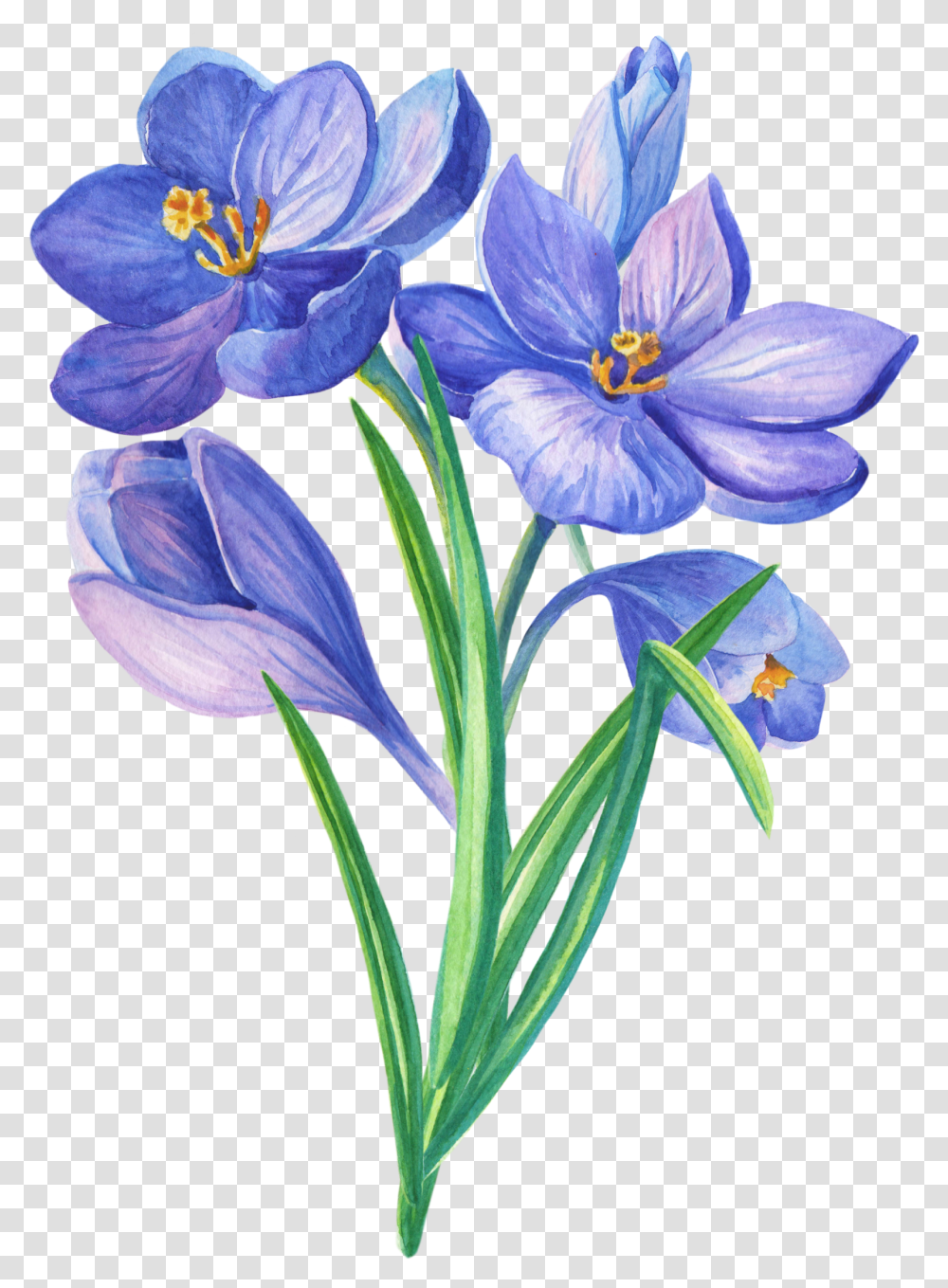 Blue Flowers Drawing, Plant, Blossom, Iris, Crocus Transparent Png