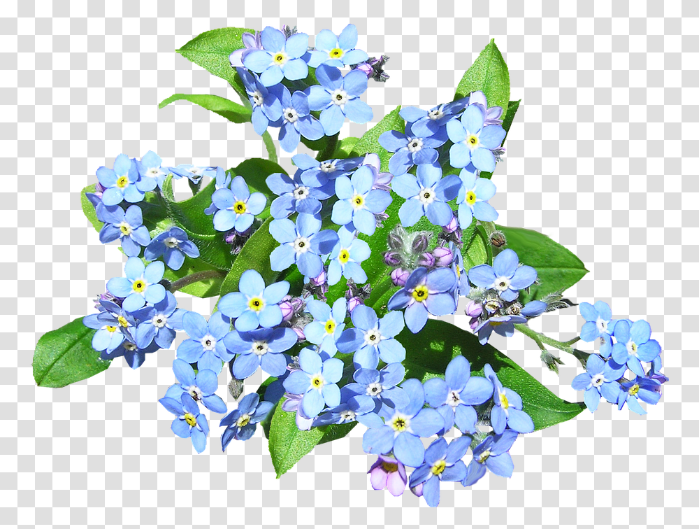 Blue Flowers Forget Me Not Plant Forget Me Not Flower, Blossom, Geranium, Flower Arrangement, Daisy Transparent Png