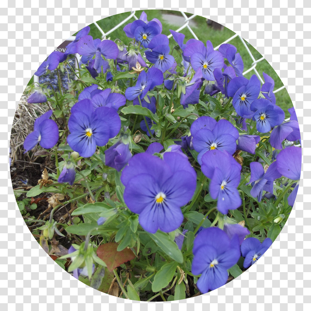 Blue Flowers Pansy Transparent Png