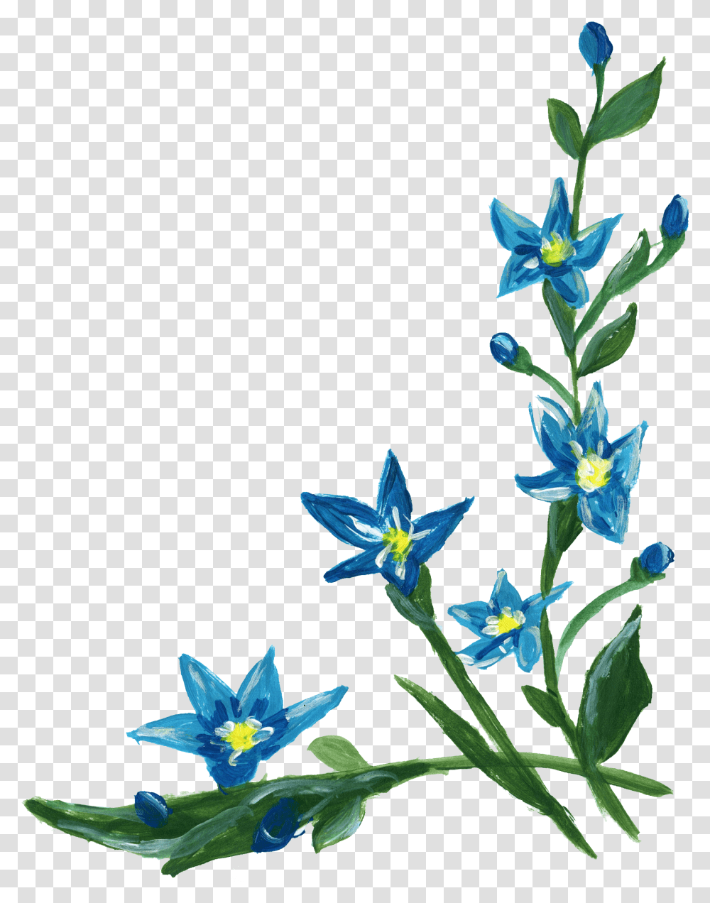 Blue Flowers, Plant, Acanthaceae, Blossom, Iris Transparent Png